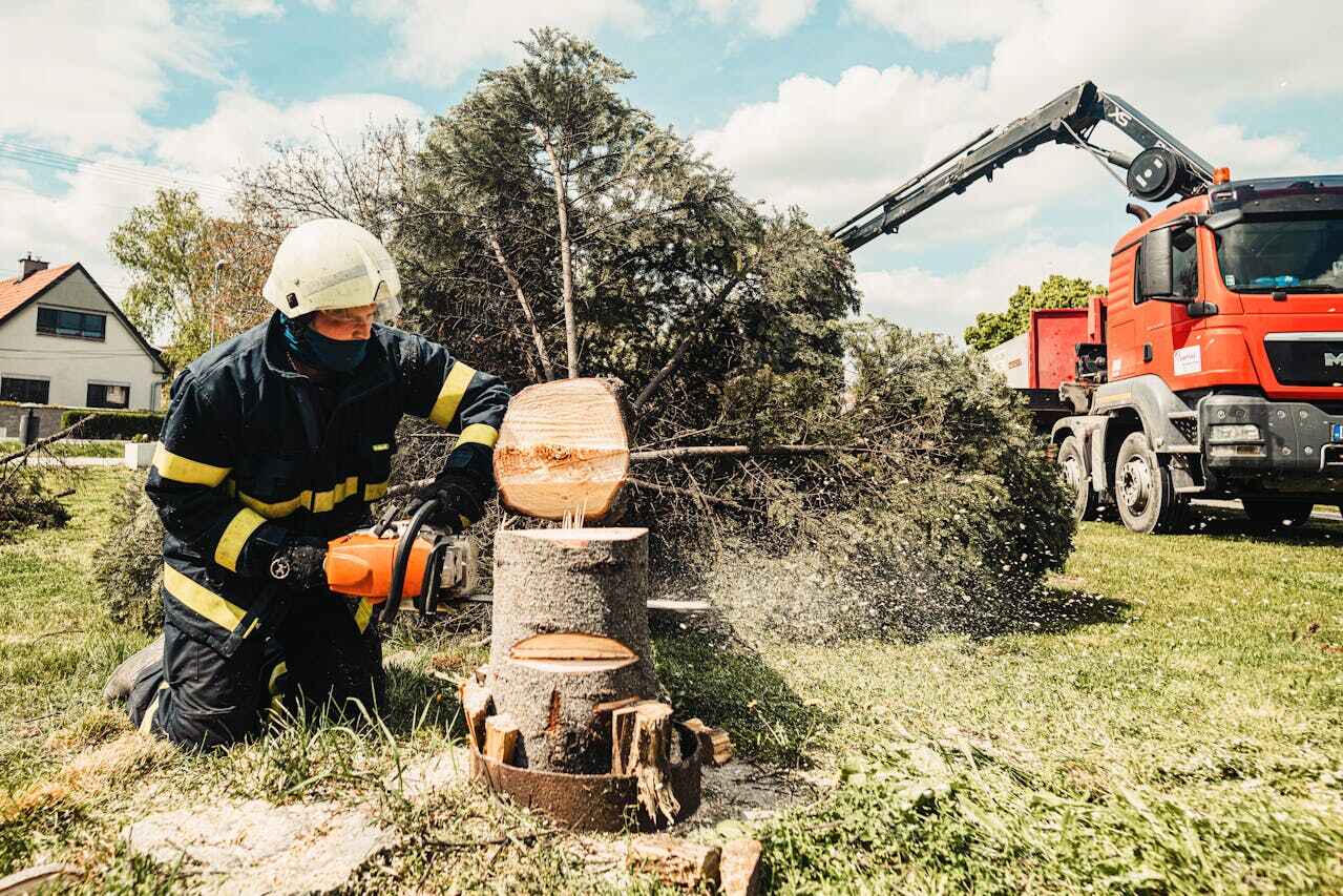 Best Tree Disease Treatment  in Hawthorne, FL